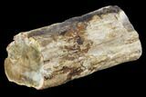 Polished Petrified Wood Limb - Madagascar #105081-2